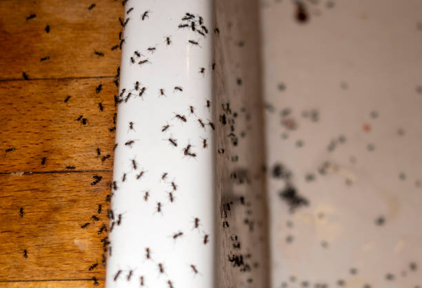 Best Commercial Pest Control Services  in Alva, FL
