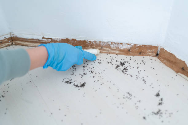 Best Pest Removal Services  in Alva, FL